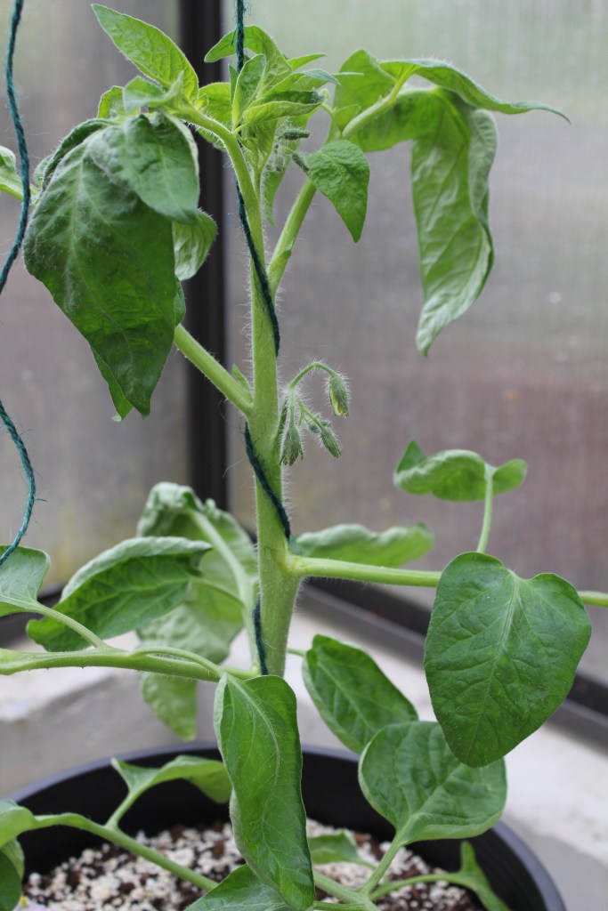 Twist the string around your tomato plant
