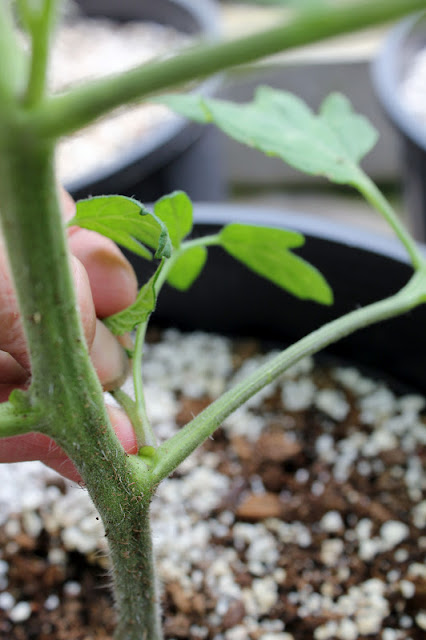 How to remove a sucker from a tomato plant