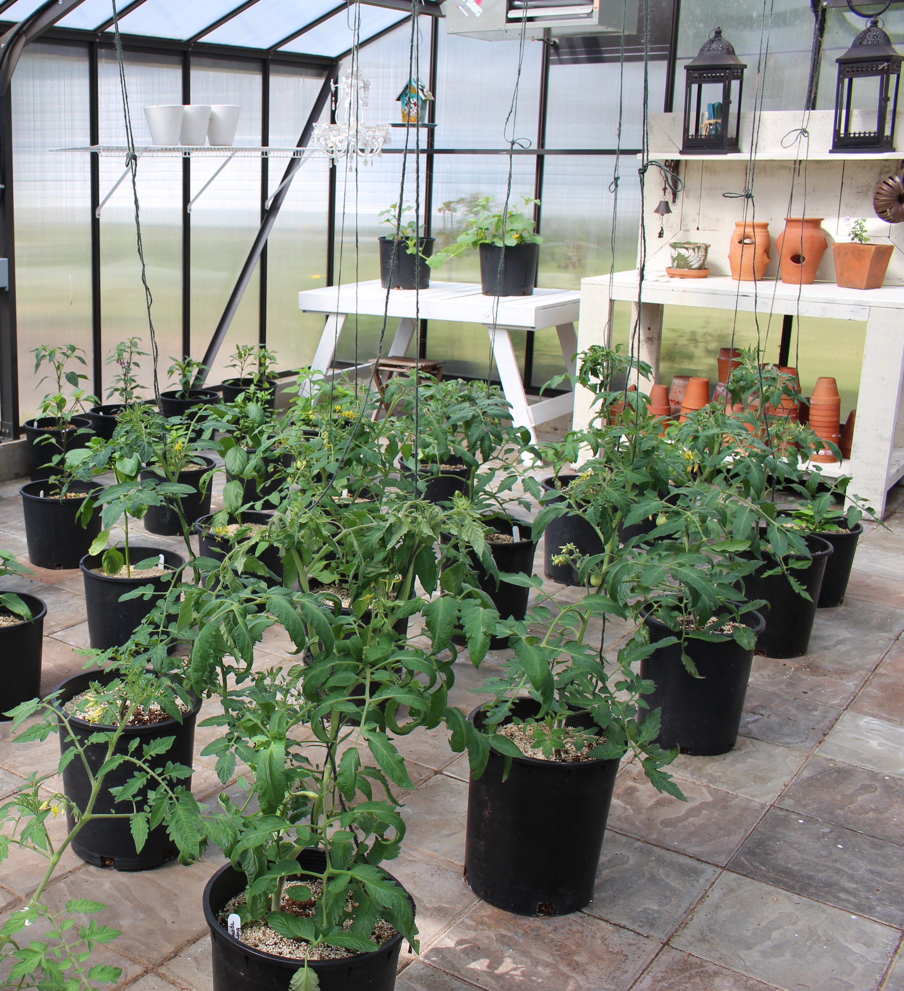 Tomatoes growing up strings inside a greenhouse.