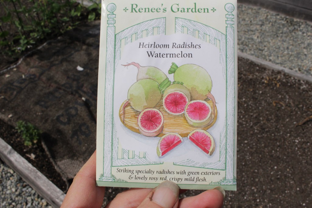 A hand holding a packet of watermelon radishes. 