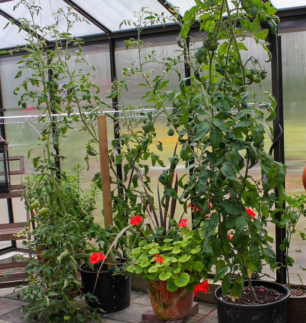 IMG_0643 Tow tall vining tomato plants are growing in large black grower pots inside a greenhouse. Between them is a bright red geranium in a clay pot.