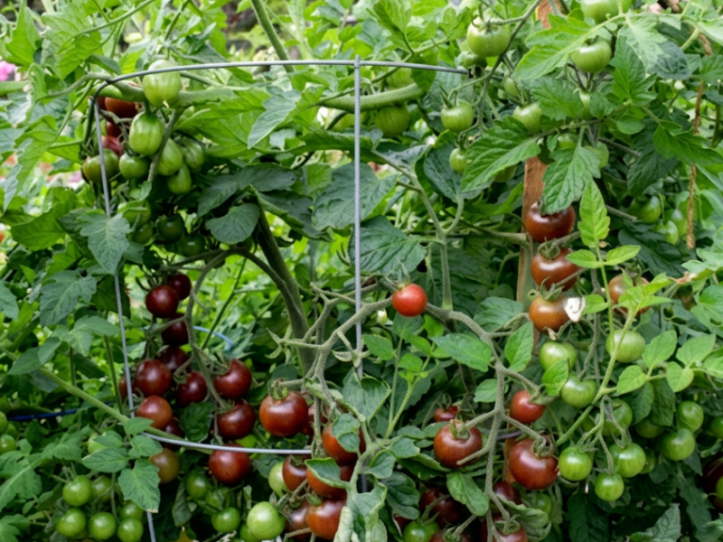 The Final Potager Recap & Early July Garden&nbsp;Tips