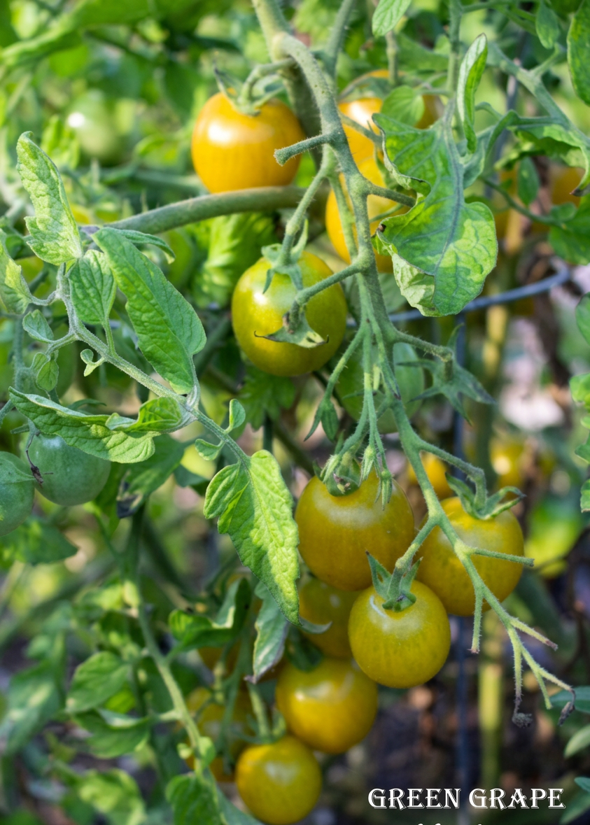 474992999_1078955644030743_6079544313672991672_n A truss of Green Grape semi determinate tomatoes.