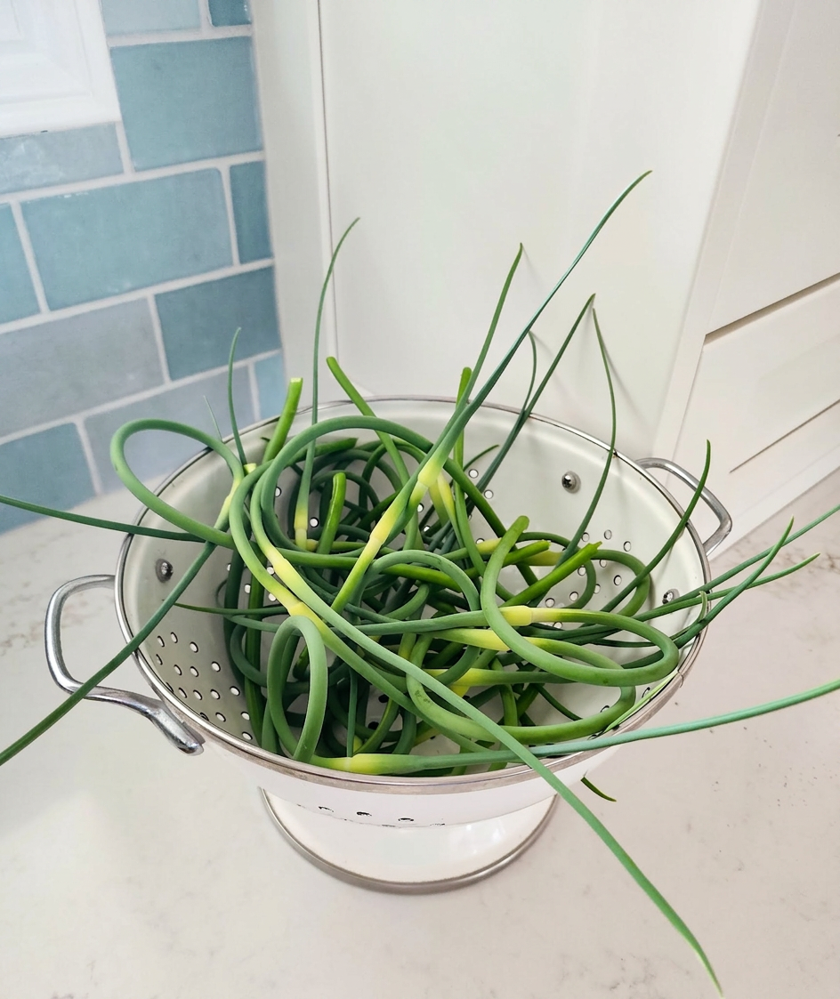 A bowl of green garlic scapes in a white enamel colander. There are blue tiles in the background and a white kitchen cabinet. 