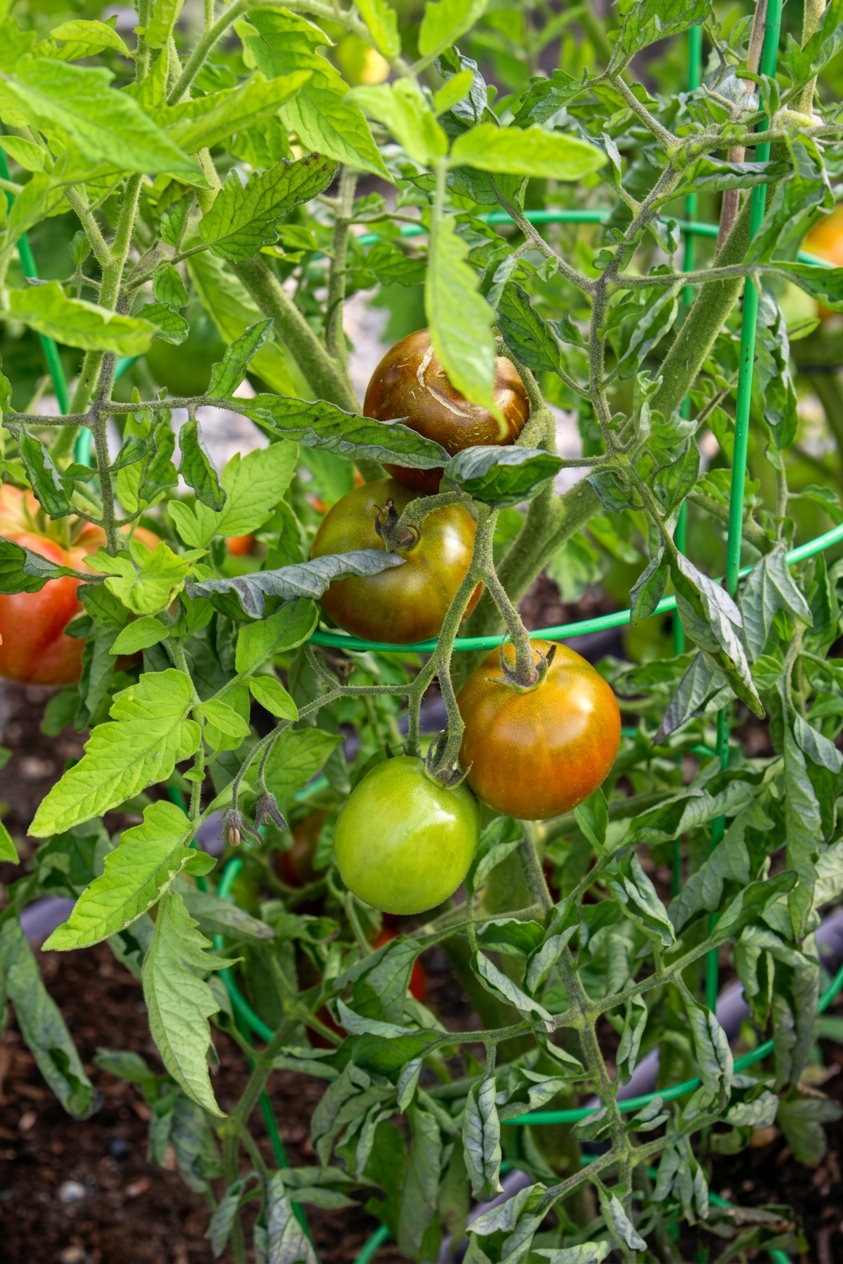A tomato plant with leaves curling due to the heatwave. 